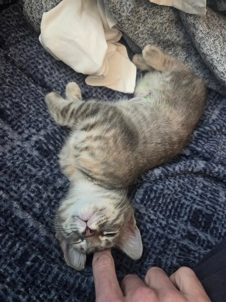 Ferris Wheel Fizz, a female kitten up for adoption