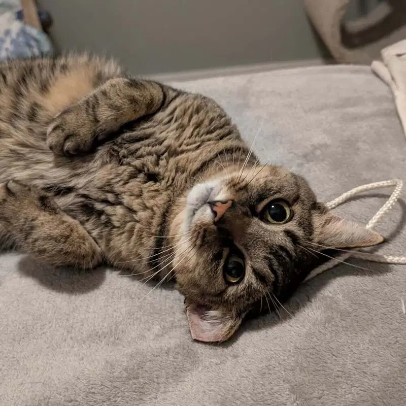 Army Ranger, an adult male cat up for adoption