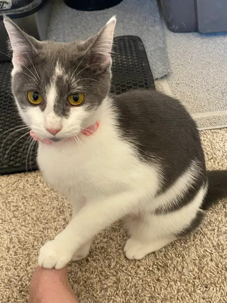 Bonnie, a female kitten up for adoption