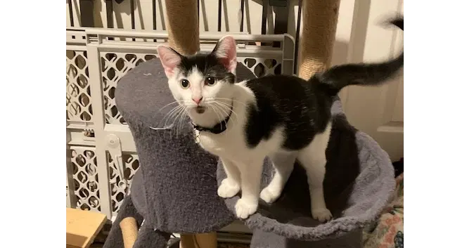Nancy, a female kitten up for adoption