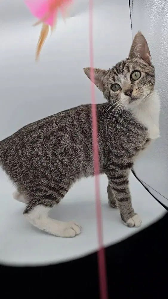 Queso, a male kitten up for adoption