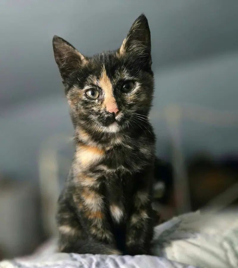 Svetlana, a female kitten up for adoption