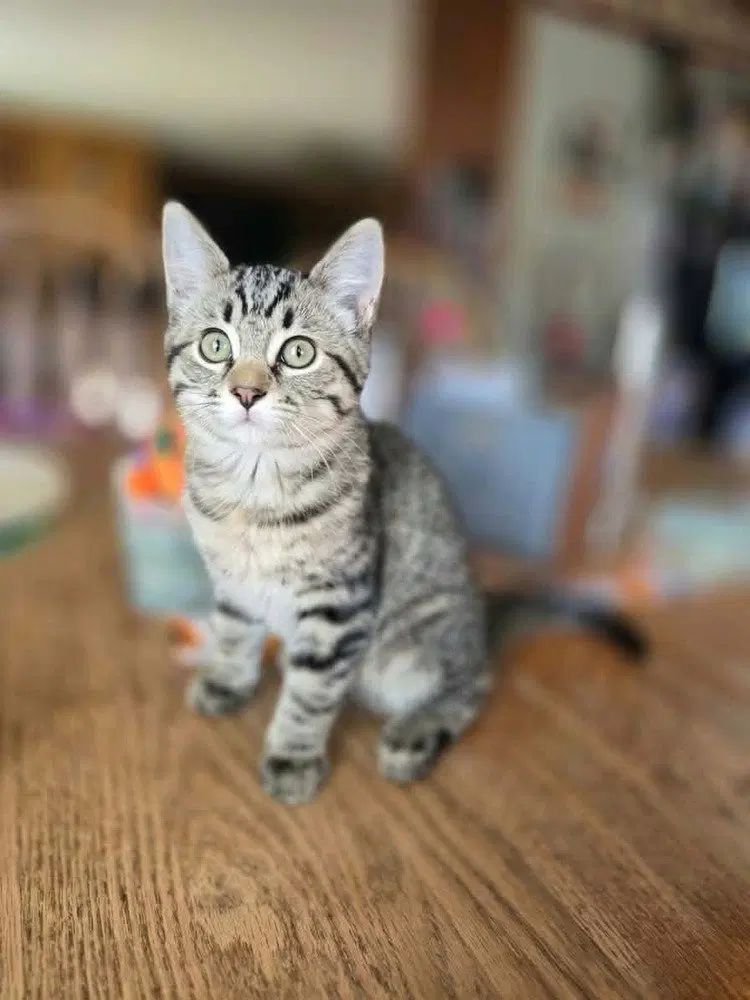 Tomas, a male kitten up for adoption