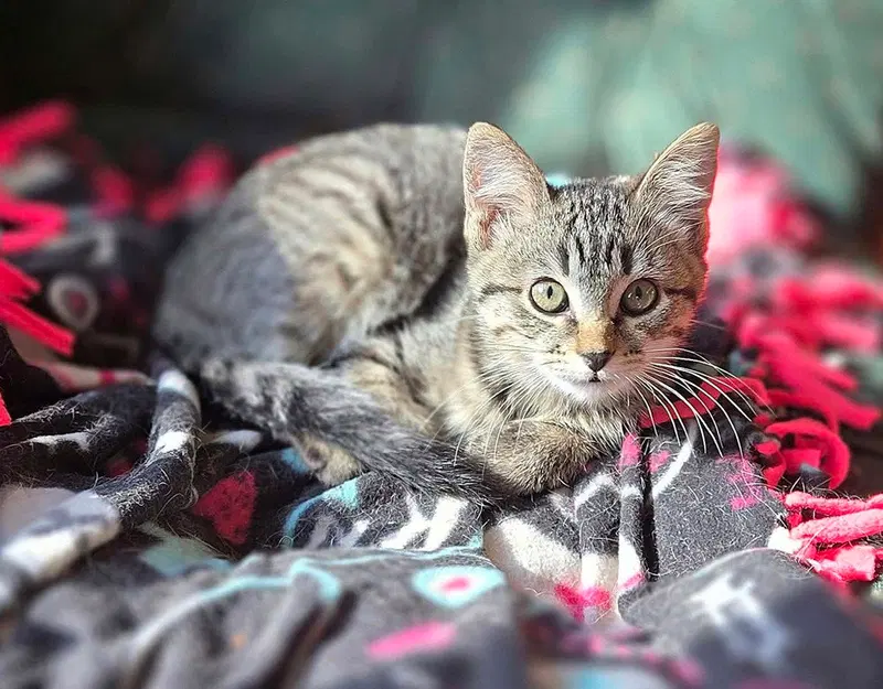 Milos, a male kitten up for adoption