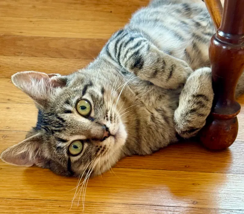 Momo, a male Tabby kitten up for adoption