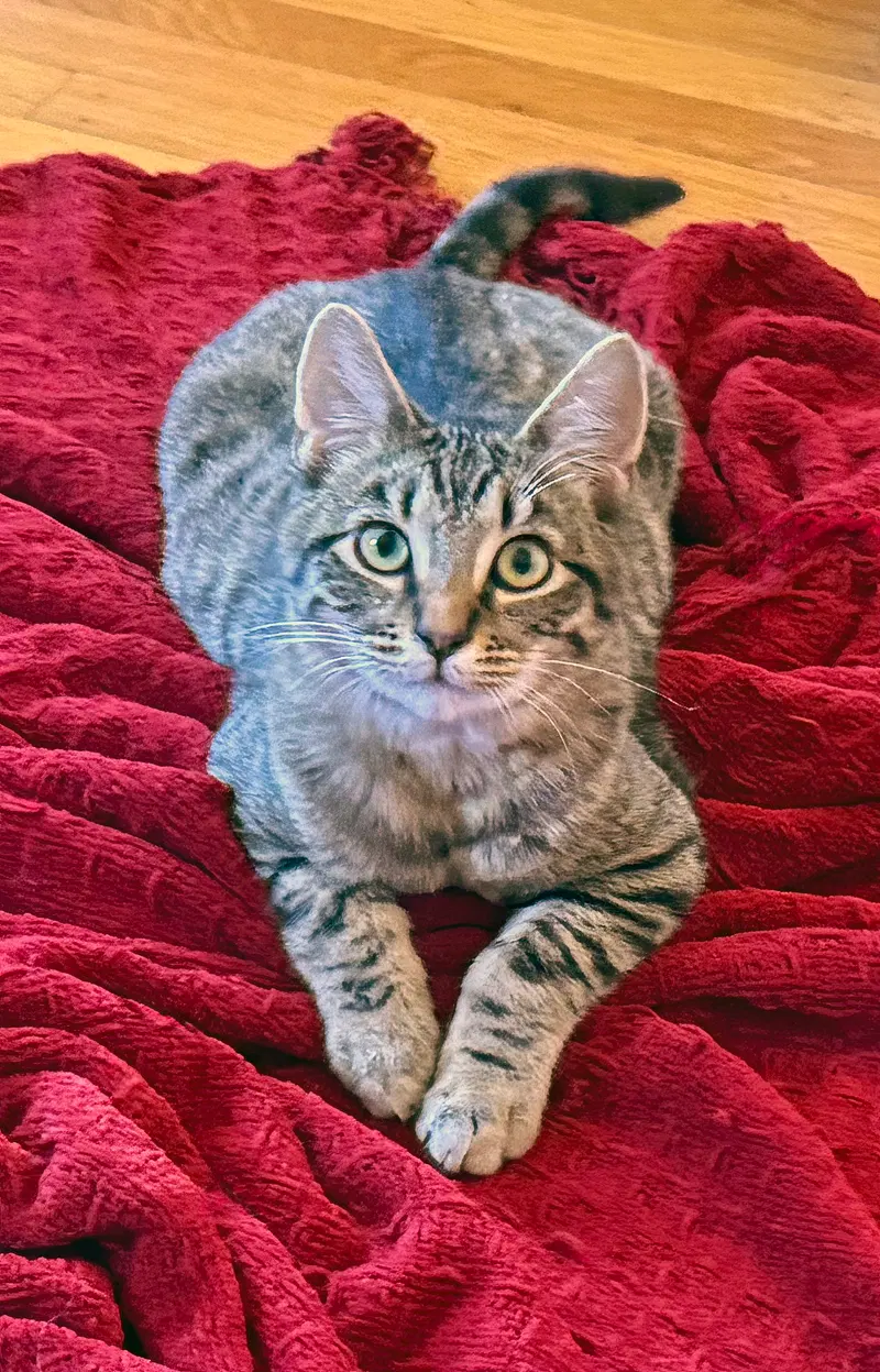 Momo, photo 5