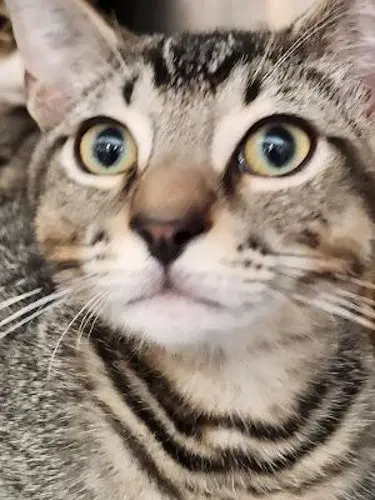 Theo, a young male cat up for adoption