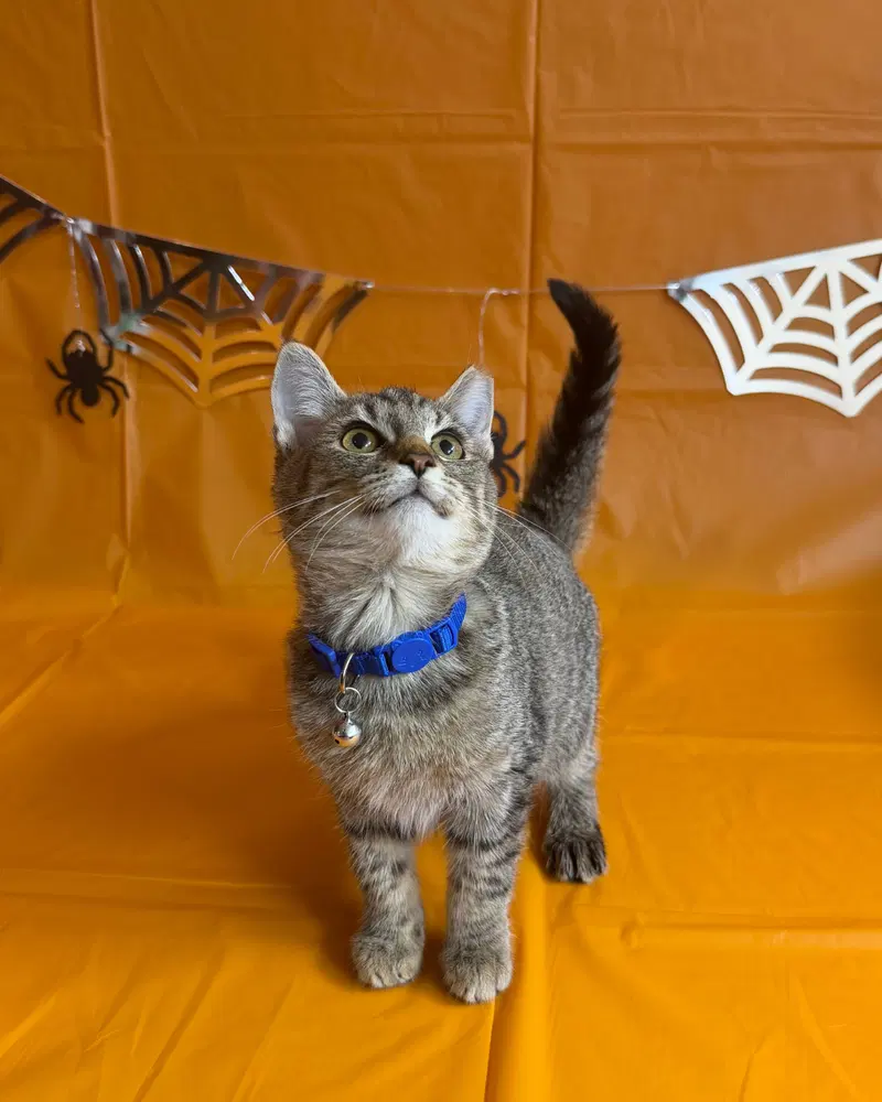 Bacardi, a female cat up for adoption