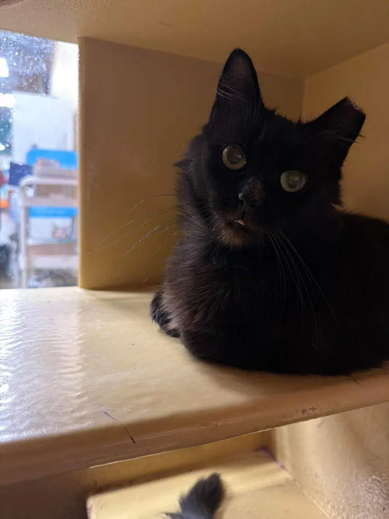 Moscato, a female cat up for adoption