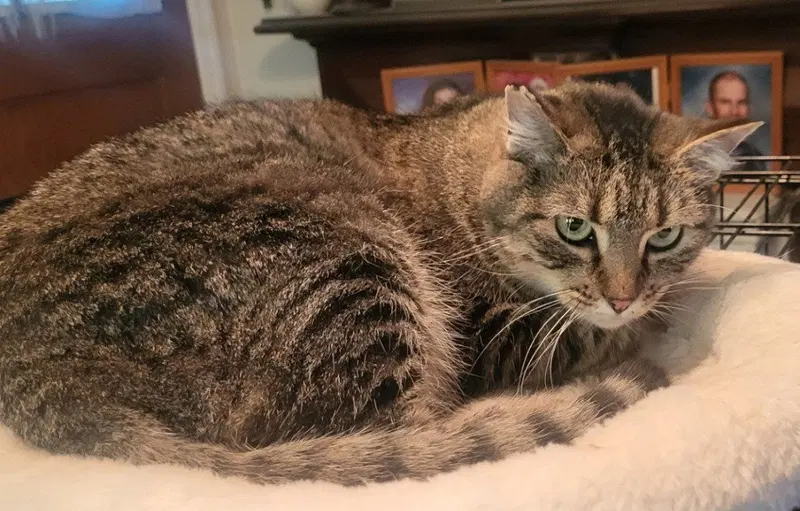 Zorrita, an adult female cat up for adoption
