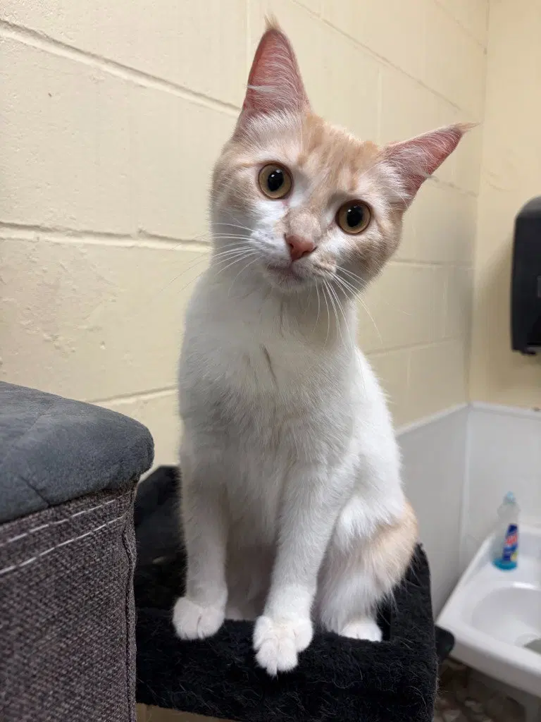 Jessi, a young female cat up for adoption