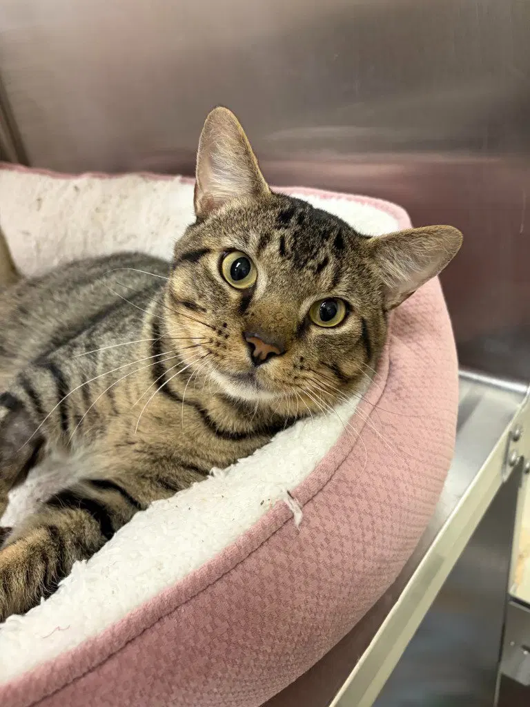Marvin, an adult male cat up for adoption