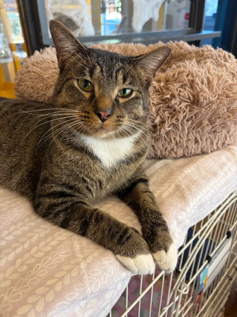 Ruger, an adult male cat up for adoption