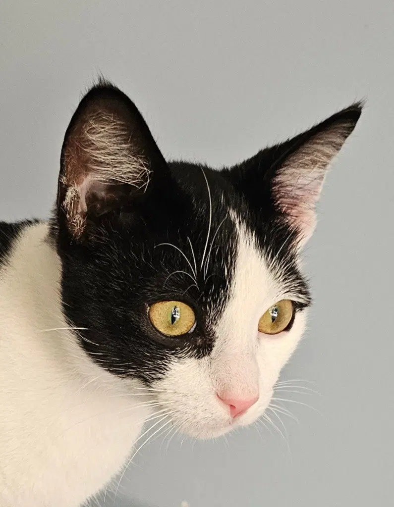 Seth, a young male cat up for adoption