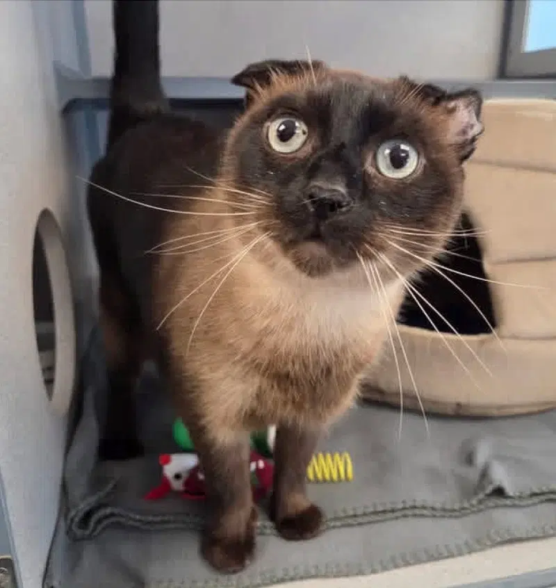 Tiramisu, an adult male Siamese cat up for adoption