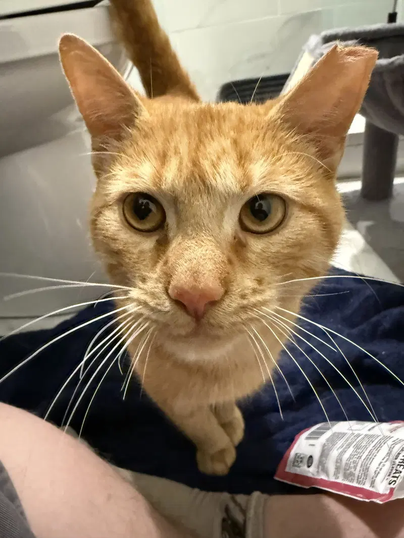 Sweden and Shrimp, adult male cats up for adoption