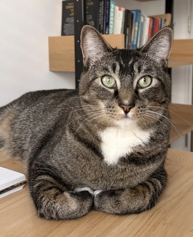 Walter, an adult male cat up for adoption