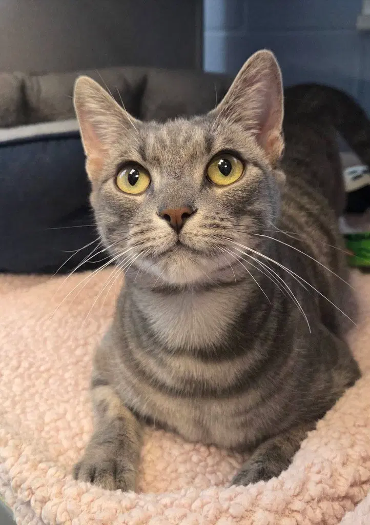 Wilda, a young female cat up for adoption