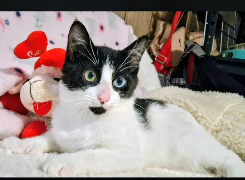 Bentley, a male American Shorthair kitten up for adoption