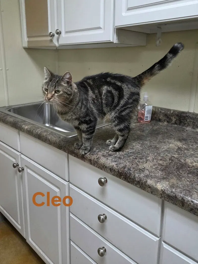 Cleo, photo 6