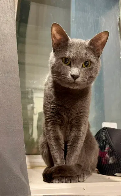 Felix, an adult male cat up for adoption
