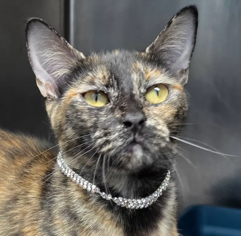 Snickerdoodle, a young female Tortoiseshell cat up for adoption