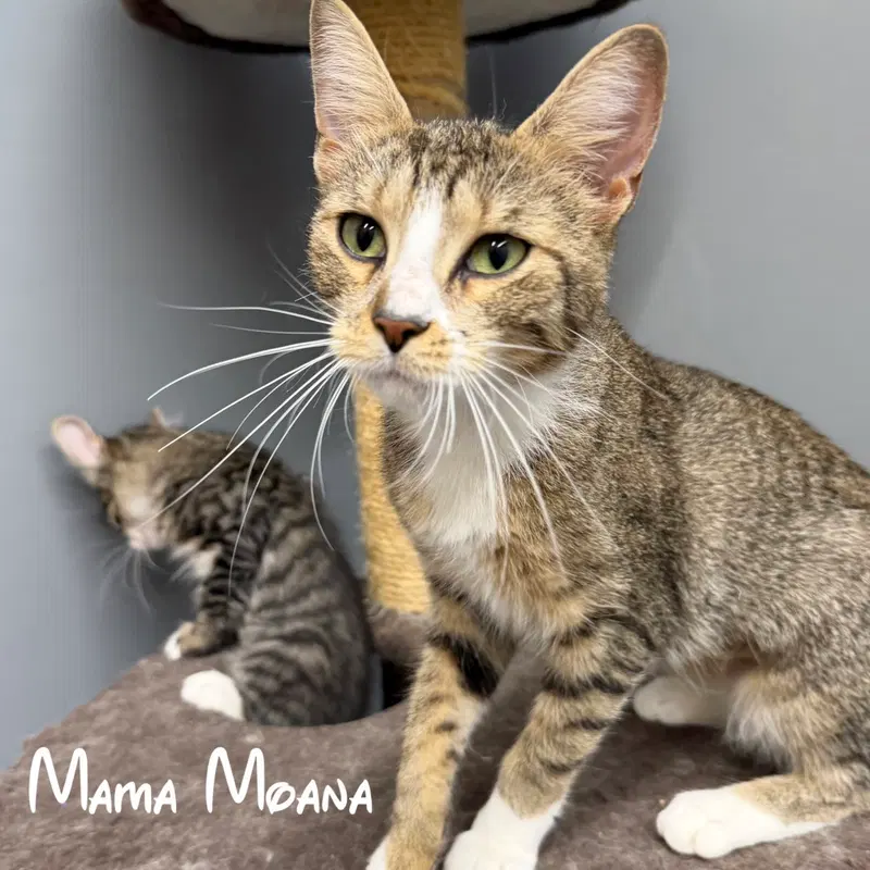 Moana, an adult female cat up for adoption