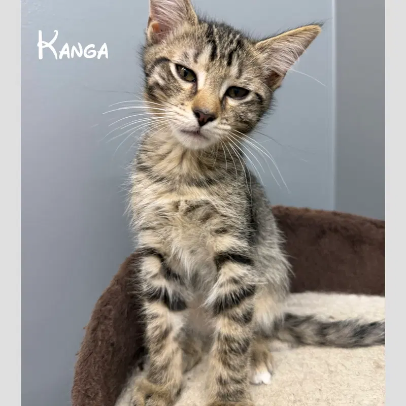 Kanga, a female kitten up for adoption