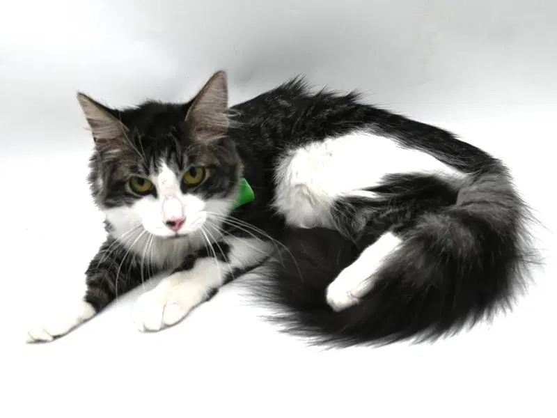 Balboa, a male kitten up for adoption
