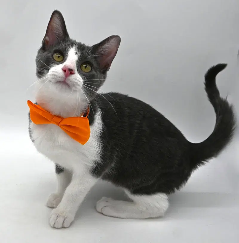 Gala, a male kitten up for adoption