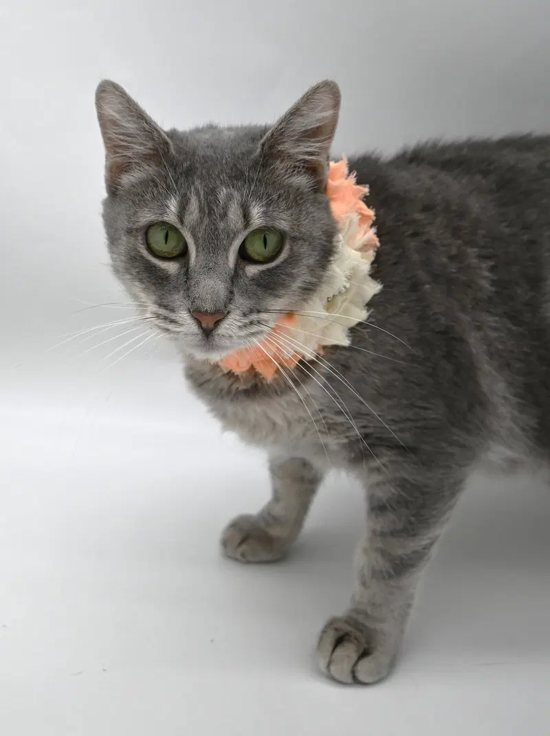 Kinder, an adult female cat up for adoption
