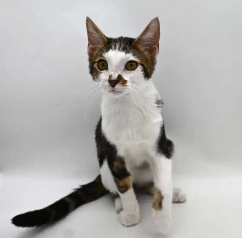 Little Foot, a male kitten up for adoption