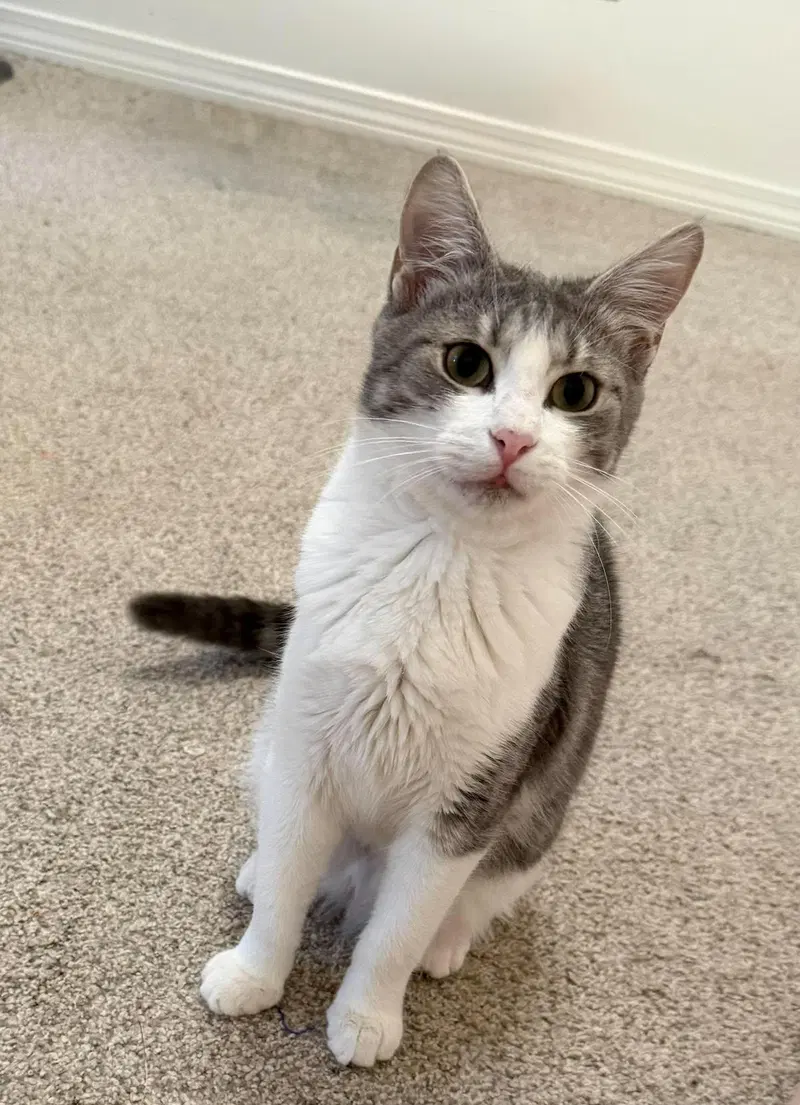 Mars, a female kitten up for adoption