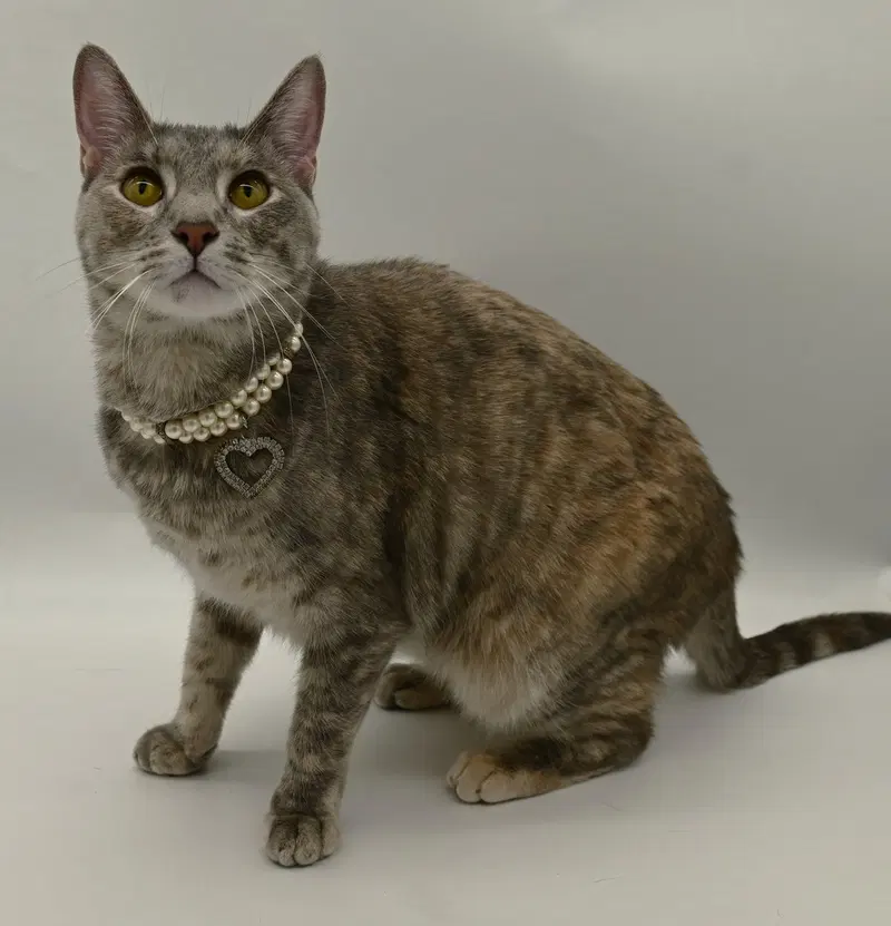 Misty, a young female cat up for adoption