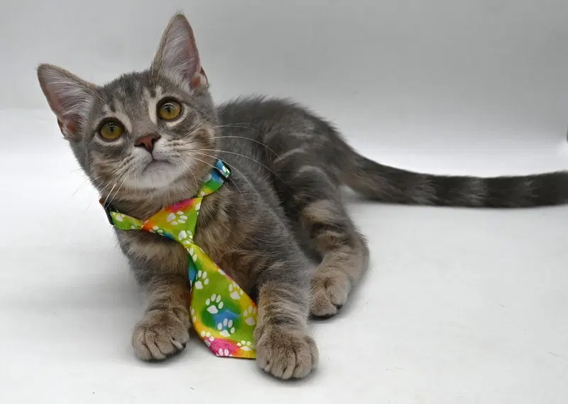 Moonie, a male kitten up for adoption