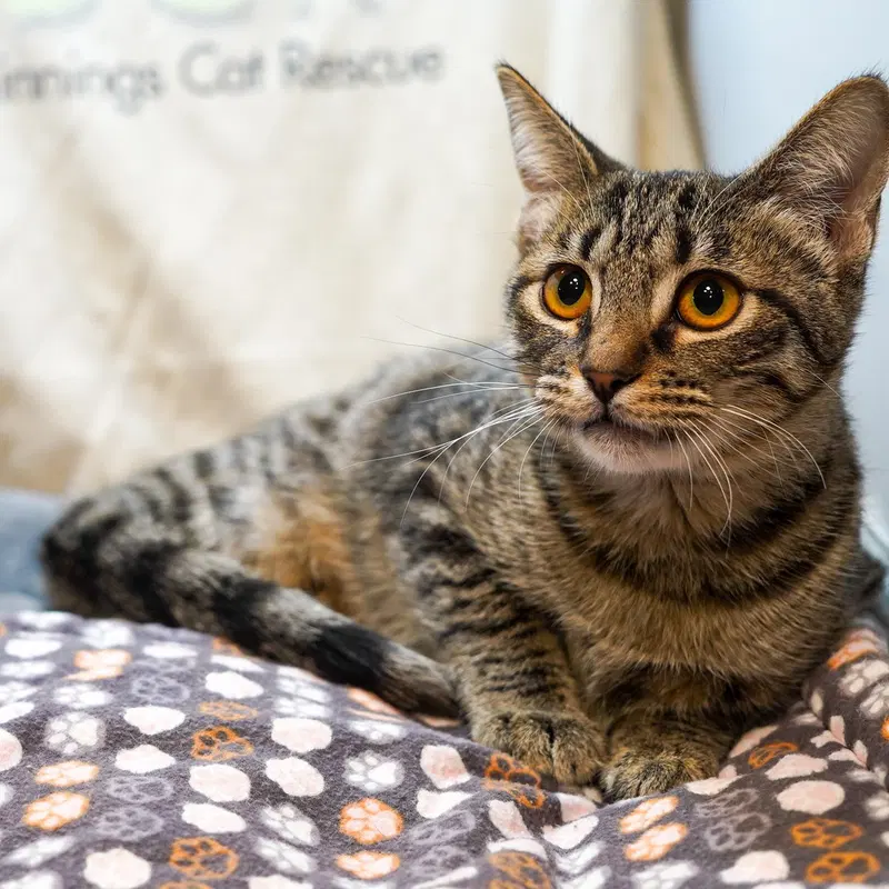 Tipsy, a female Tabby kitten up for adoption