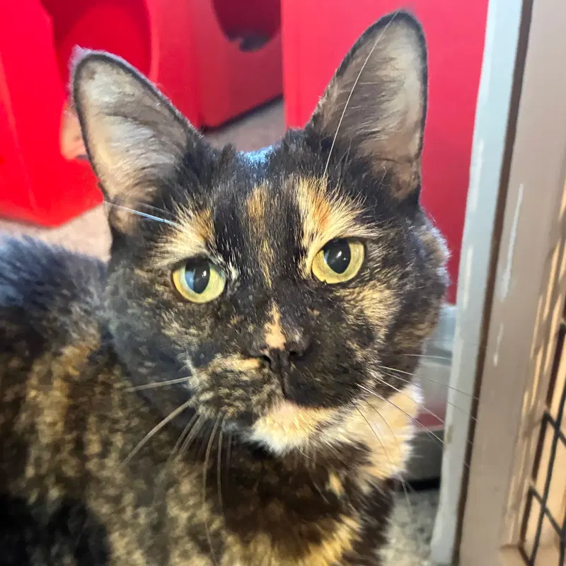 Dapple, an adult female cat up for adoption