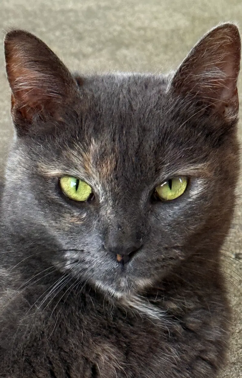 Gracie, photo 3