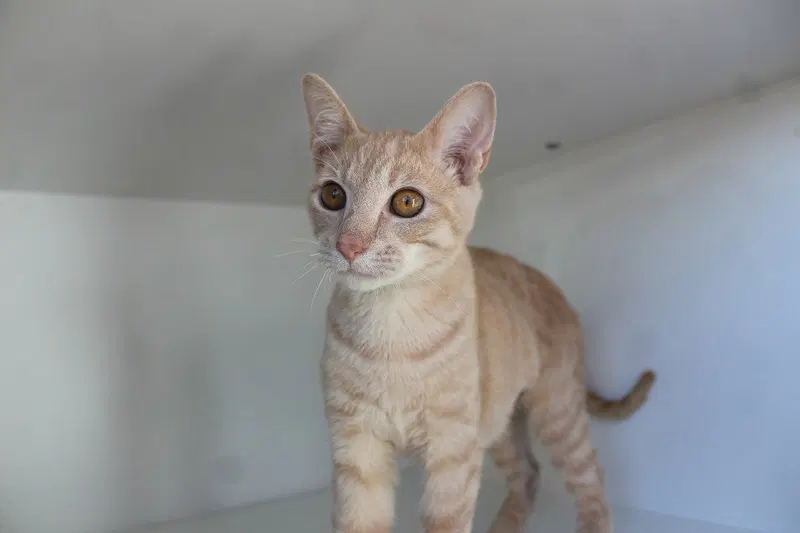 Corruption, a young female cat up for adoption