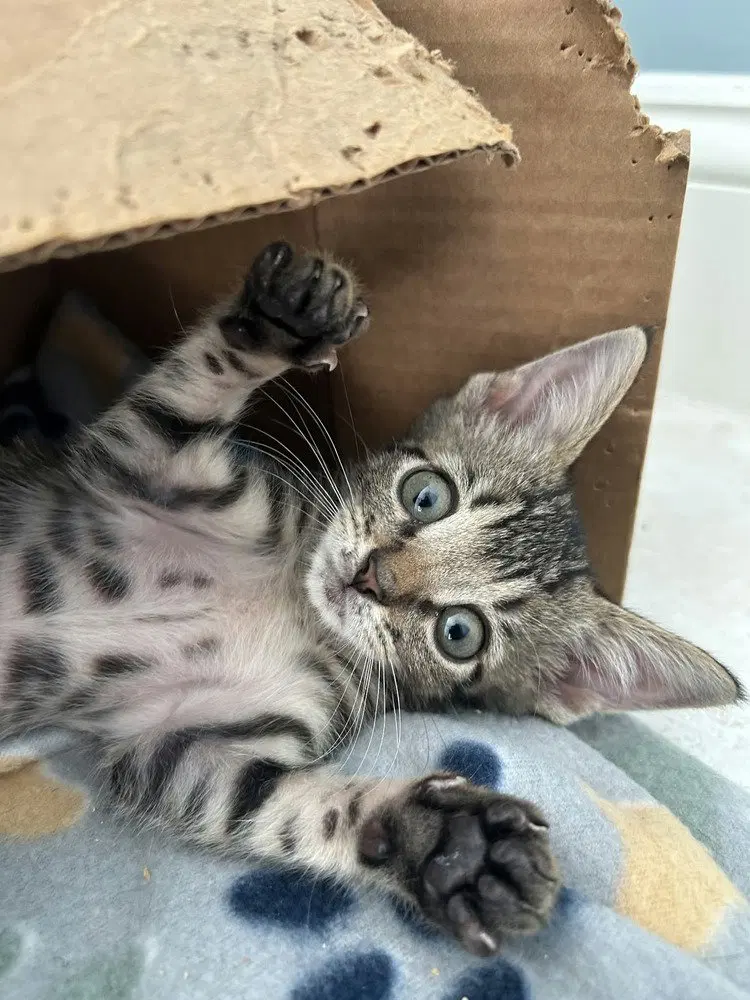 Sully, a male kitten up for adoption