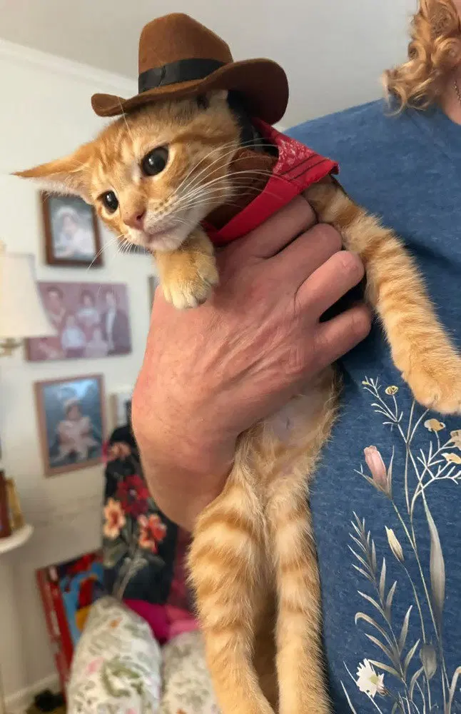 Tate Langdon, a male kitten up for adoption