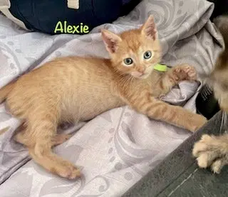 Alexie, photo 2