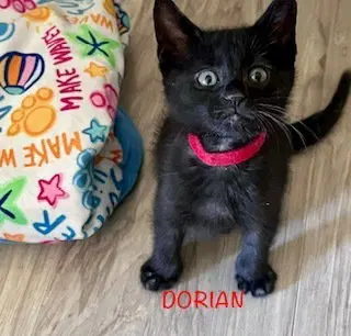 Dorian, a male kitten up for adoption