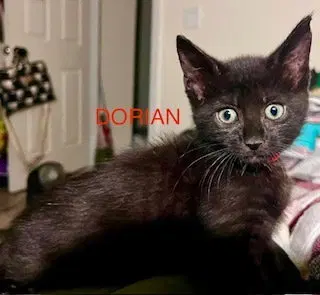 Dorian, photo 2