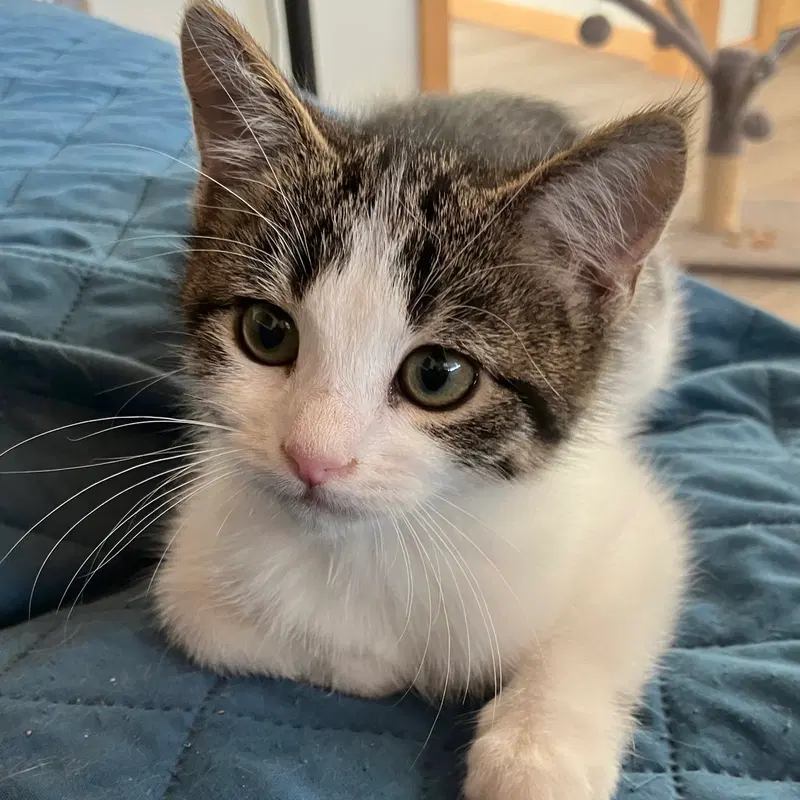 Rager, a female kitten up for adoption