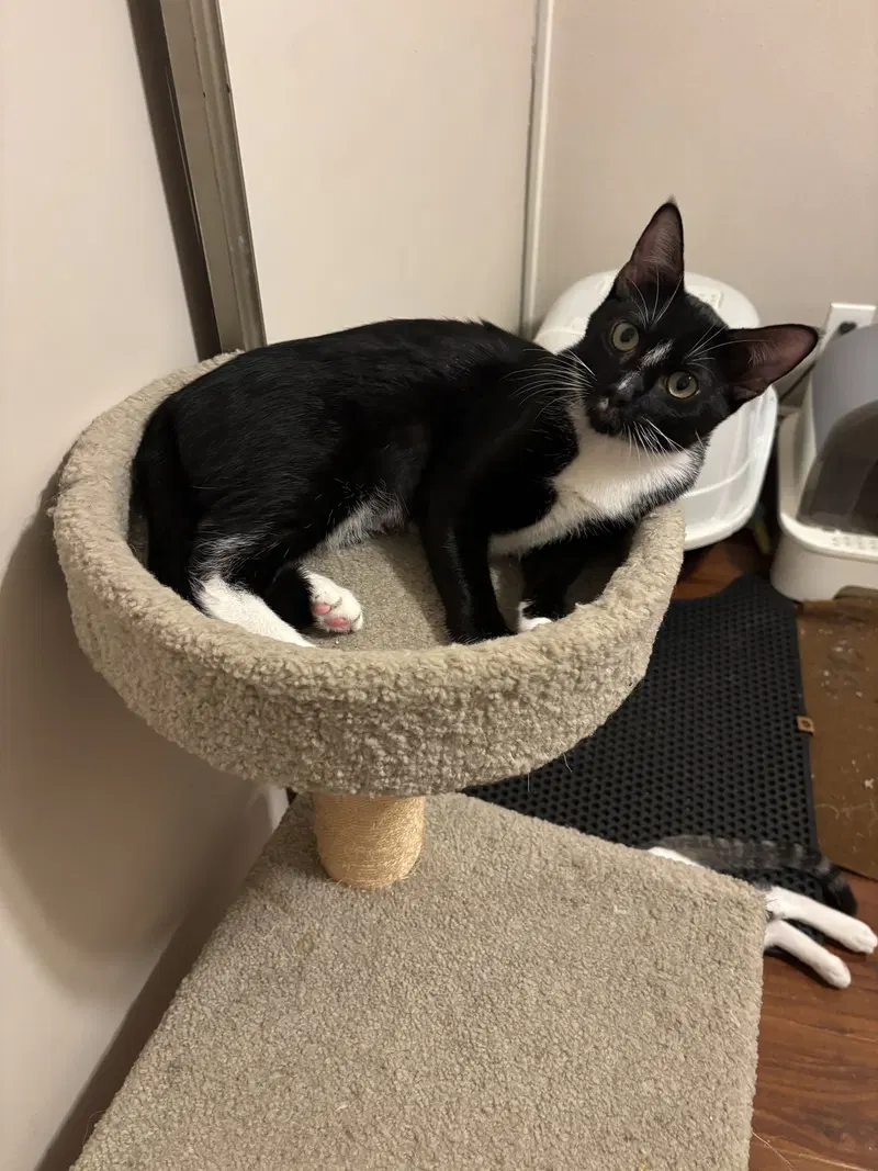 Vivian, a young female Tuxedo cat up for adoption