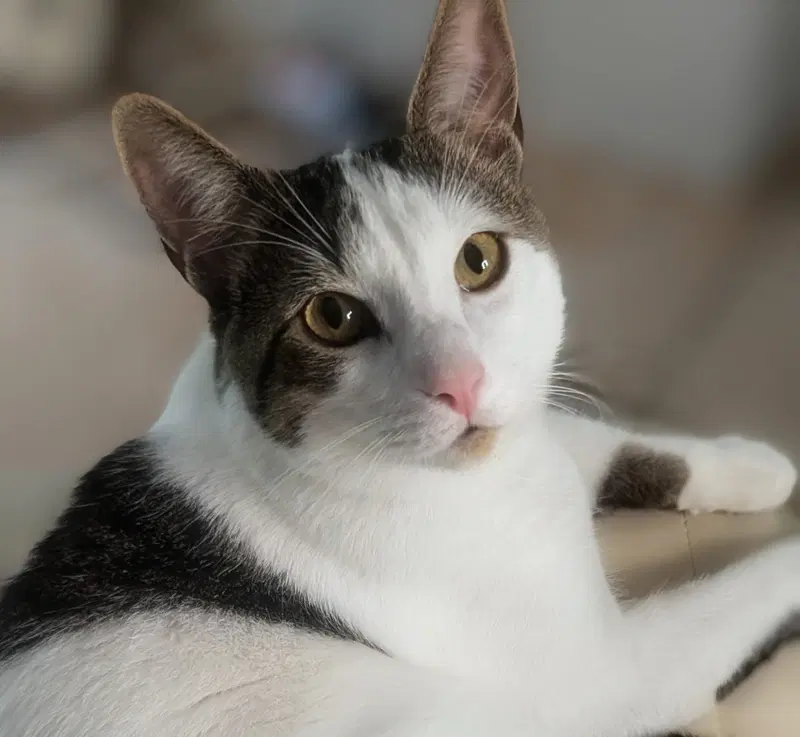 Snickers, a young male Tabby cat up for adoption