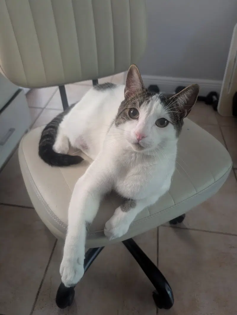 Snickers, photo 2