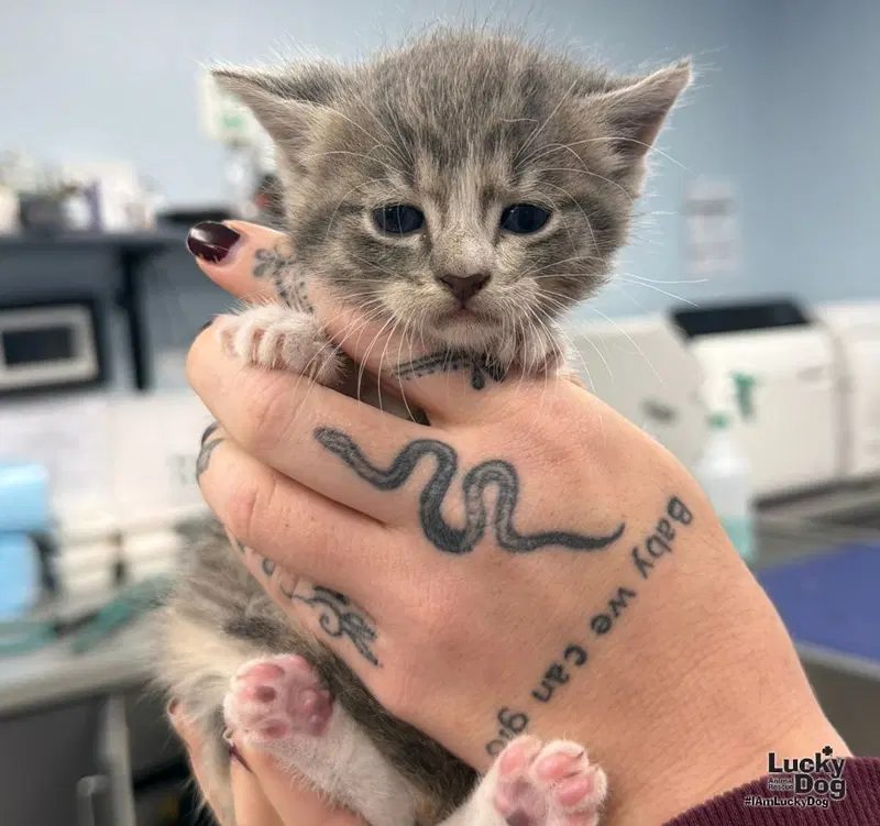 Rune, a female kitten up for adoption