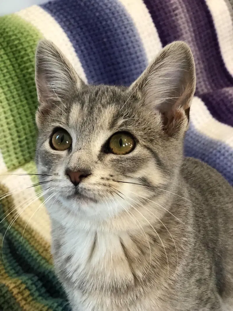 Cricket, a young female cat up for adoption